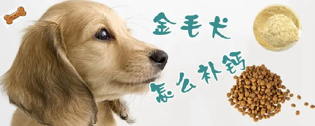 金毛犬怎么补钙 | 宠物病虫害防治