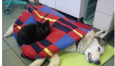 波兰的一只小黑猫送进宠物医院后… | 宠物新闻资讯