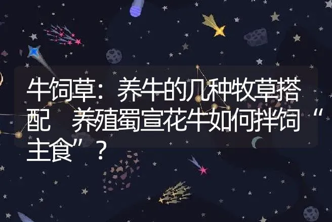 牛饲草：养牛的几种牧草搭配 养殖蜀宣花牛如何拌饲“主食”？ | 家畜养殖