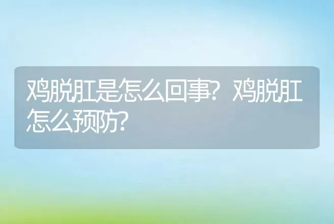 鸡脱肛是怎么回事?鸡脱肛怎么预防? | 兽医知识大全