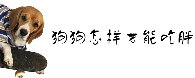 狗狗怎样才能吃胖 | 宠物病虫害防治