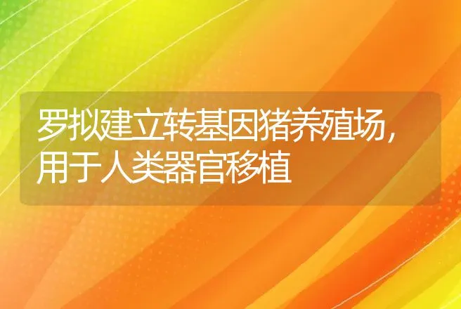 罗拟建立转基因猪养殖场，用于人类器官移植 | 动物养殖