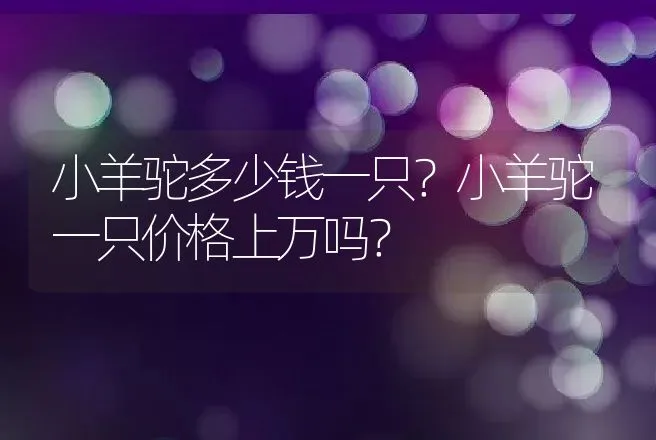 小羊驼多少钱一只？小羊驼一只价格上万吗？ | 家畜养殖