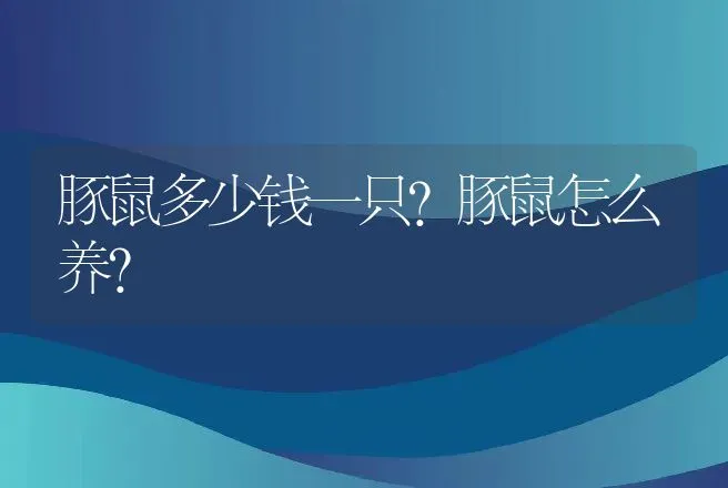 豚鼠多少钱一只？豚鼠怎么养？ | 动物养殖