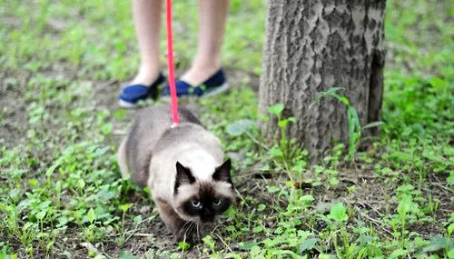 猫咪也需要遛么？ | 宠物喂养知识