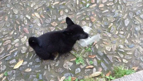 西帕基犬怎么洗澡 西帕基犬洗澡方法及注意事项 | 宠物病虫害防治