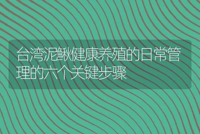 台湾泥鳅健康养殖的日常管理的六个关键步骤 | 水产知识