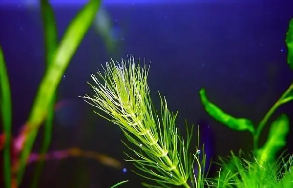 水族箱不同藻类的清洁办法 | 宠物病虫害防治