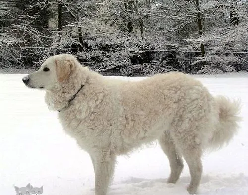 库瓦兹犬怎么预防中暑 中暑解决办法 | 宠物病虫害防治