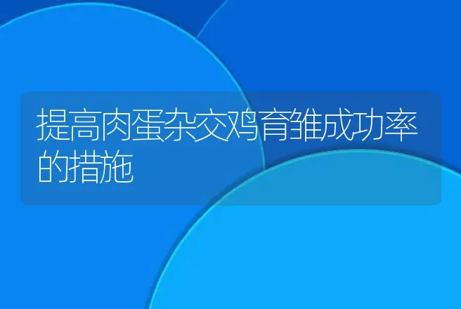 提高肉蛋杂交鸡育雏成功率的措施 | 动物养殖