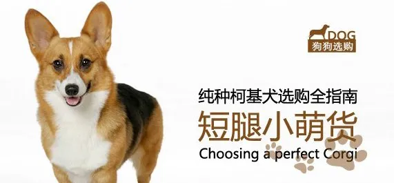 纯种柯基犬选购标准及特点介绍 | 宠物狗选购技巧