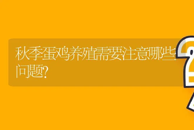 秋季蛋鸡养殖需要注意哪些问题？ | 家禽养殖