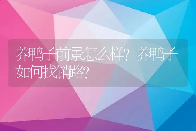 养鸭子前景怎么样？养鸭子如何找销路? | 养殖致富