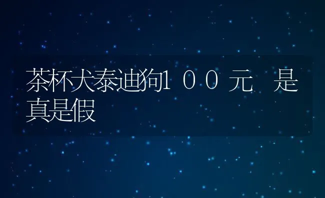 茶杯犬泰迪狗100元 是真是假 | 宠物猫