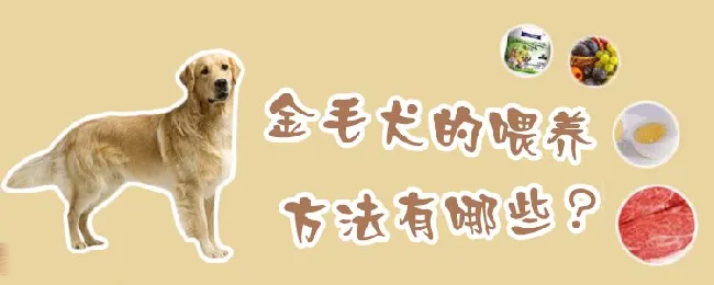 金毛犬的喂养方法有哪些 | 宠物病虫害防治