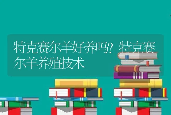 特克赛尔羊好养吗？特克赛尔羊养殖技术 | 家畜养殖