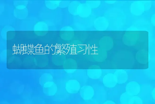 蝴蝶鱼的繁殖习性 | 动物养殖