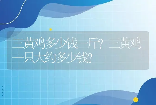 三黄鸡多少钱一斤？三黄鸡一只大约多少钱？ | 家禽养殖