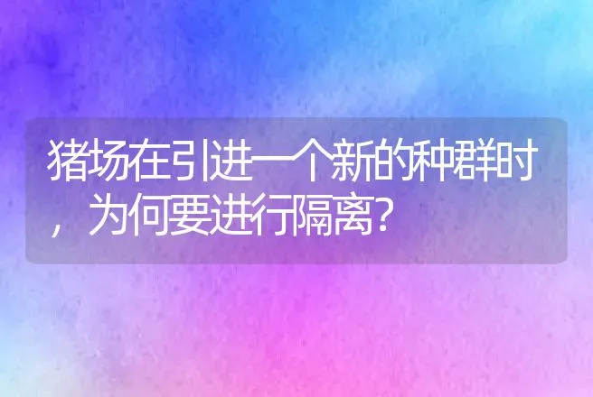 猪场在引进一个新的种群时，为何要进行隔离？ | 家畜养殖