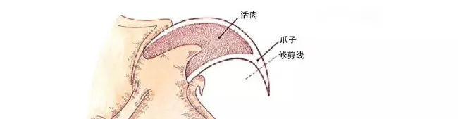 关于猫咪爪子的一些常识 | 宠物猫饲养