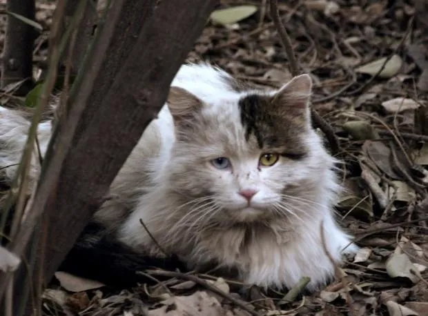 怎么对待流浪猫？ | 宠物喂养知识