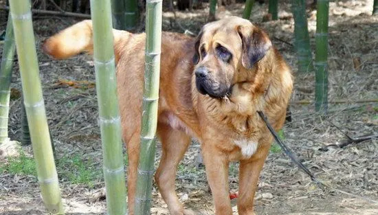 马士提夫犬耳朵怎么清洁 马士提夫獒犬耳朵护理方法 | 宠物病虫害防治