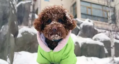 我在北方的大雪天冻成狗 你却在南方的艳阳天玩写真！ | 宠物新闻资讯