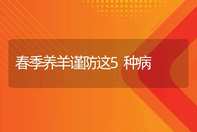 春季养羊谨防这5种病 | 兽医知识大全