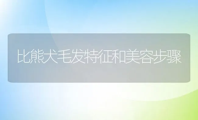 比熊犬毛发特征和美容步骤 | 宠物训练技巧