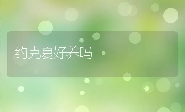 约克夏好养吗 | 宠物喂养