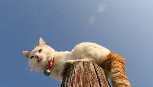 通过食物给猫咪补充维生素A | 宠物百科知识