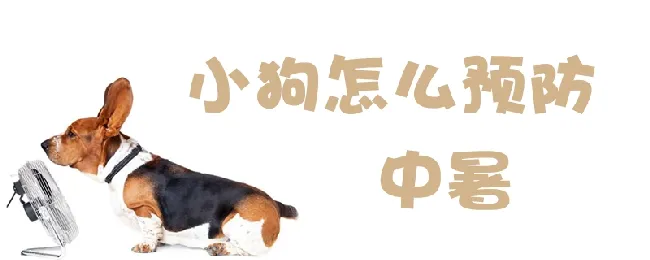 小狗怎么预防中暑 | 宠物病虫害防治