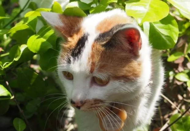 三花猫就一定是母猫的说法对吗 | 宠物病虫害防治