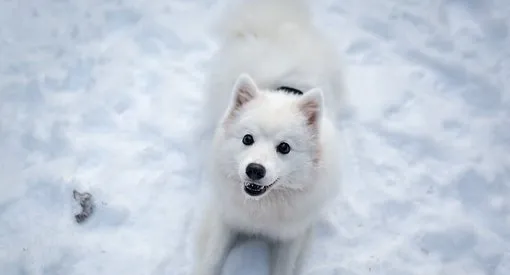 阿拉斯加能不能喂饭,阿拉斯加雪橇犬喂米饭它能吃吗？ | 宠物百科知识