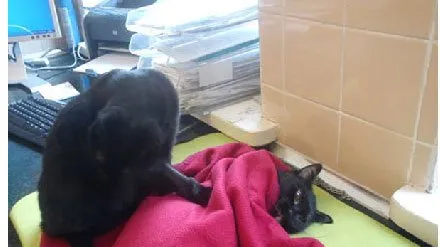 波兰的一只小黑猫送进宠物医院后… | 宠物新闻资讯