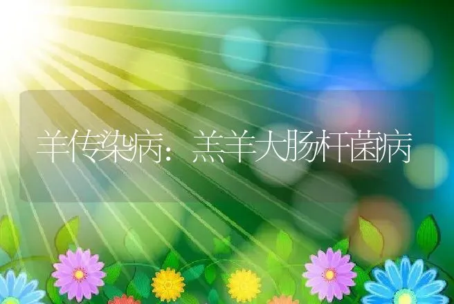 羊传染病：羔羊大肠杆菌病 | 动物养殖