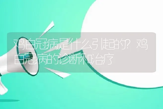 鸡白冠病是什么引起的？鸡白冠病的诊断和治疗 | 兽医知识大全