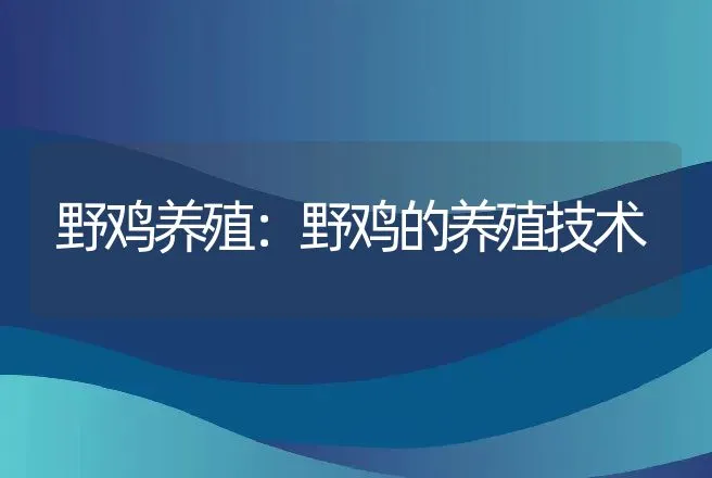 野鸡养殖：野鸡的养殖技术 | 特种养殖