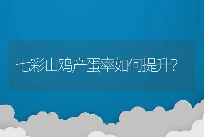 七彩山鸡产蛋率如何提升？ | 家禽养殖