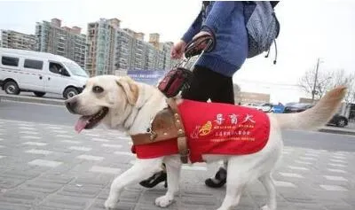 比大熊猫还稀缺的导盲犬,为什么会人在歧视他们! | 宠物新闻资讯