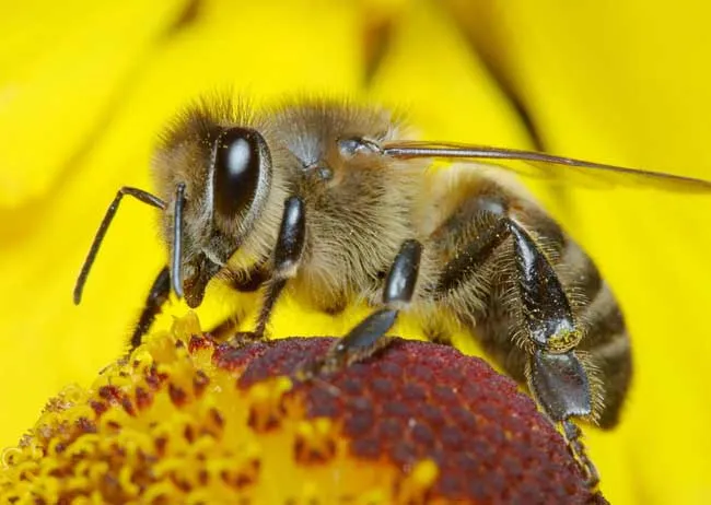 蜜蜂的群体生物学特性 | 养殖技术大全