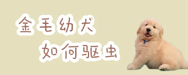 金毛幼犬如何驱虫 | 宠物病虫害防治