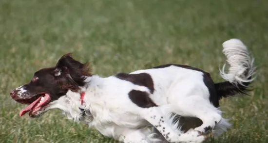 史宾格犬怎么养 英国史宾格犬饲养方法及注意事项 | 宠物病虫害防治