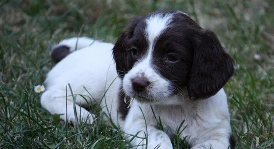 史宾格犬怎么养 英国史宾格犬饲养方法及注意事项 | 宠物病虫害防治