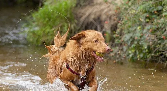 新斯科舍猎鸭寻猎犬日常护理方法 | 宠物病虫害防治