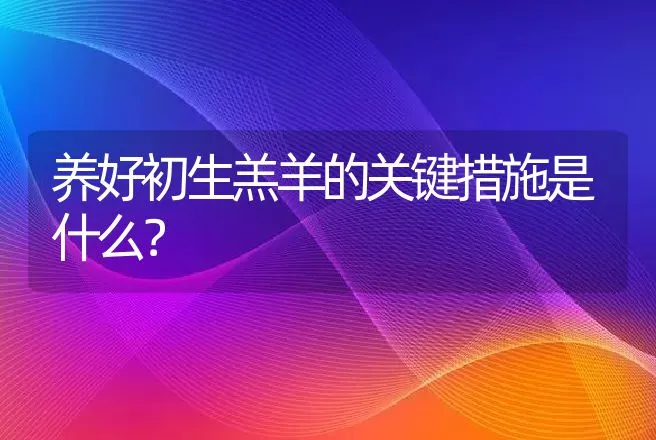 养好初生羔羊的关键措施是什么？ | 动物养殖