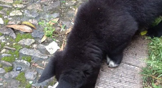 西帕基犬吃什么狗粮好 西帕基犬狗粮选择推荐 | 宠物病虫害防治