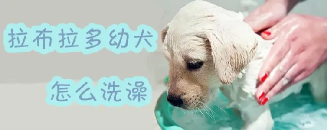 拉布拉多幼犬怎么洗澡 | 宠物病虫害防治