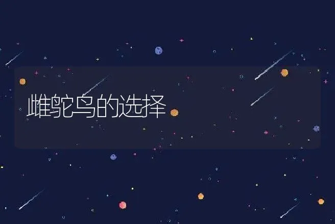 雌鸵鸟的选择 | 动物养殖