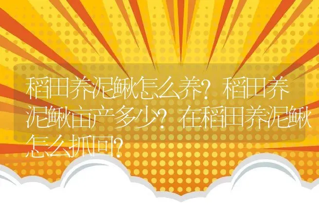 稻田养泥鳅怎么养？稻田养泥鳅亩产多少？在稻田养泥鳅怎么抓回？ | 家禽养殖